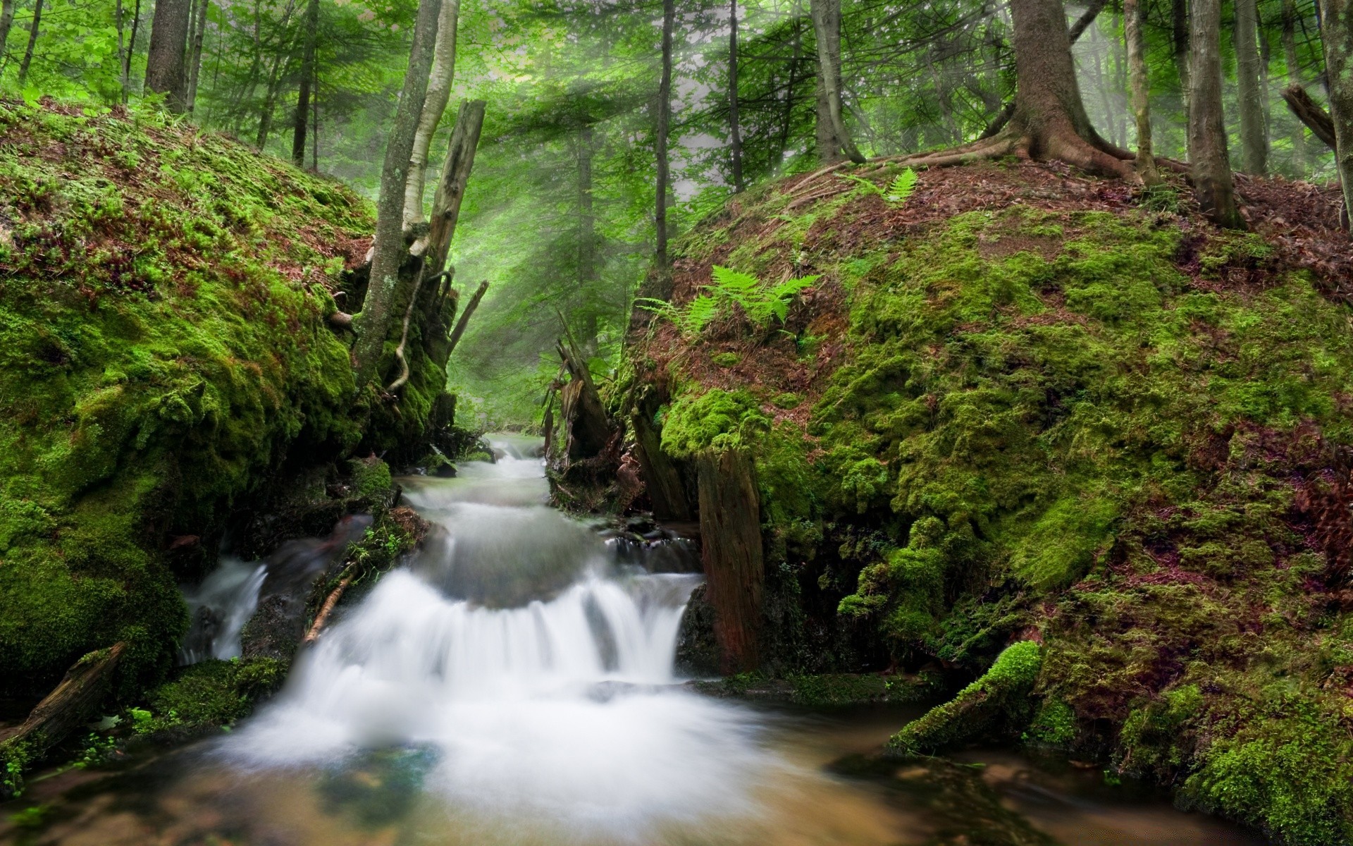 america wood nature water waterfall leaf landscape moss tree stream outdoors river fall travel wild creek scenic park lush environment