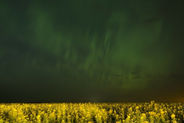 Feld aus gelben Blüten