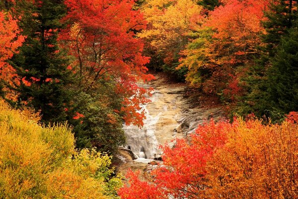 Automne panaché dans la forêt d automne