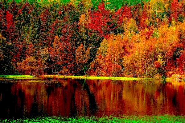 Floresta de outono escarlate refletida nas águas do rio