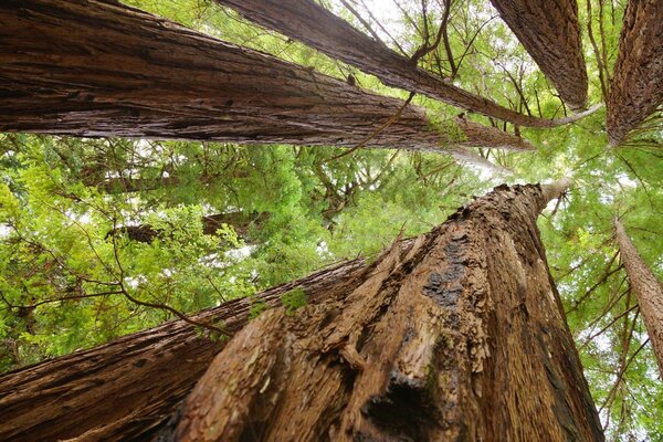 Fogliame verde degli alberi nella foresta