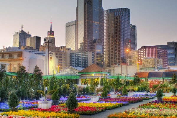 Multicolored flowers on the background of skyscrapers