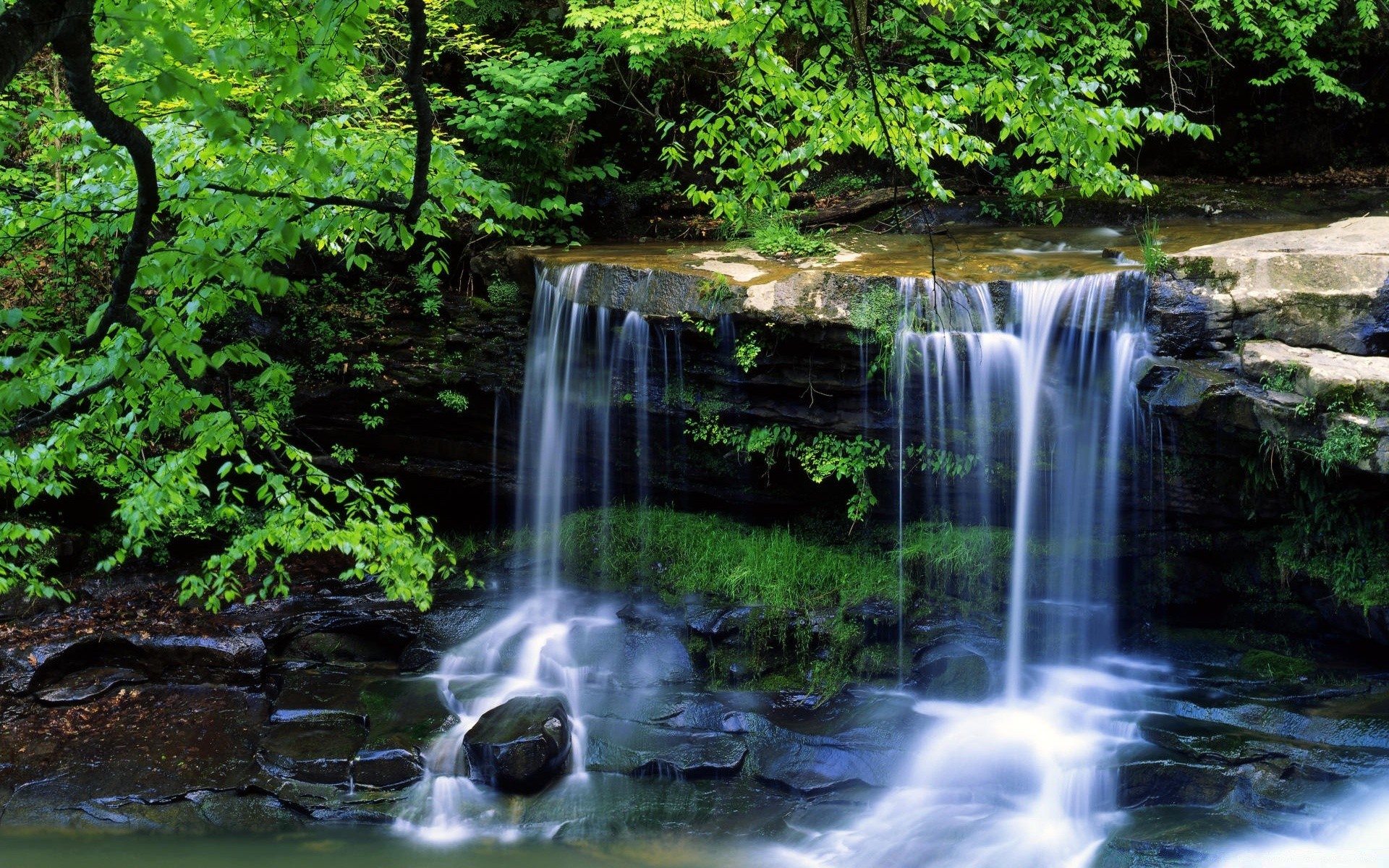 america water waterfall river stream nature cascade wood wet leaf creek fall outdoors motion rock moss wild flow purity rapids