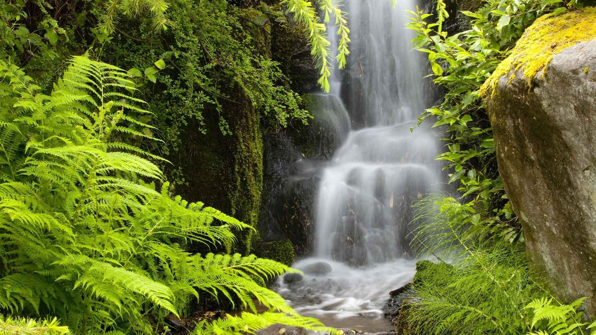 america water waterfall nature wood river leaf fern rainforest stream outdoors lush park summer wild fall tropical cascade travel moss