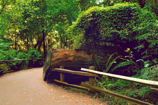 Parque americano, un lugar para caminar