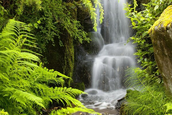 Ein schöner Wasserfall in Amerika inmitten von Gras und Grün