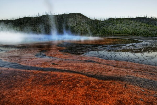 Geyser au bord de la faune