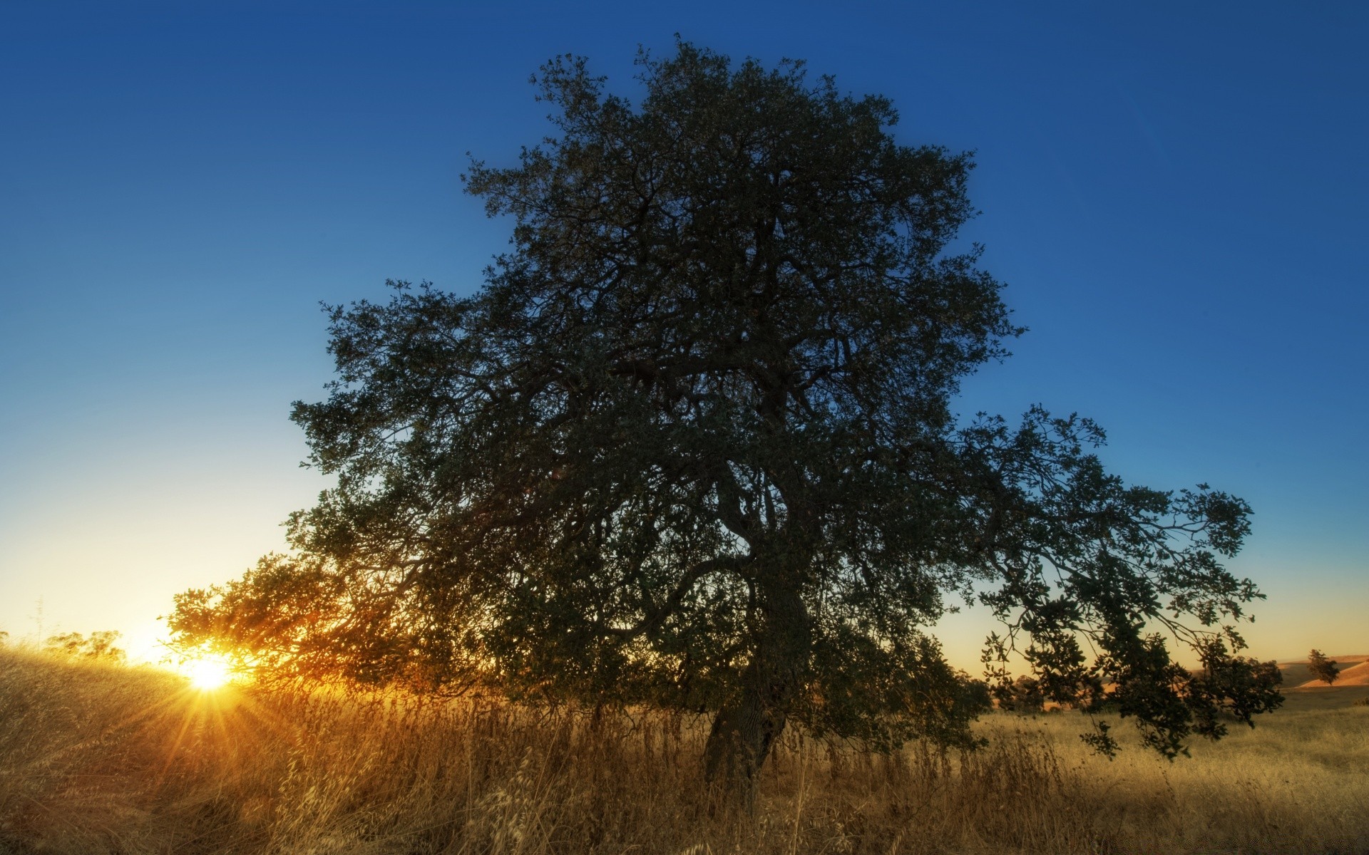 amérique paysage arbre aube nature soleil en plein air campagne beau temps bois ciel automne rural unique chêne pittoresque solitude environnement coucher de soleil herbe