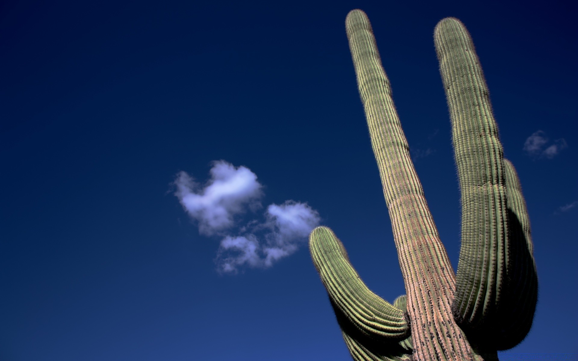 amerika himmel kaktus im freien tageslicht natur reisen landschaft