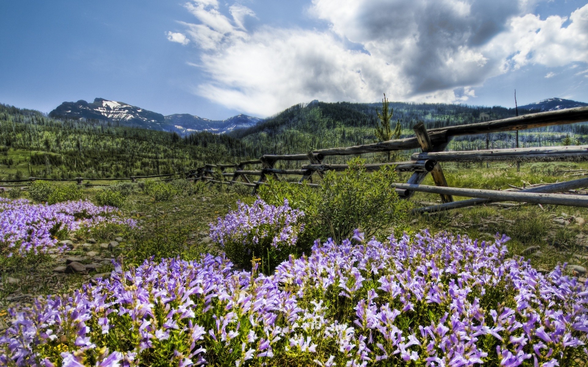 américa flor naturaleza paisaje flora heno al aire libre madera verano rural hierba escénico campo flores silvestres montañas campo árbol ambientes estación blumming