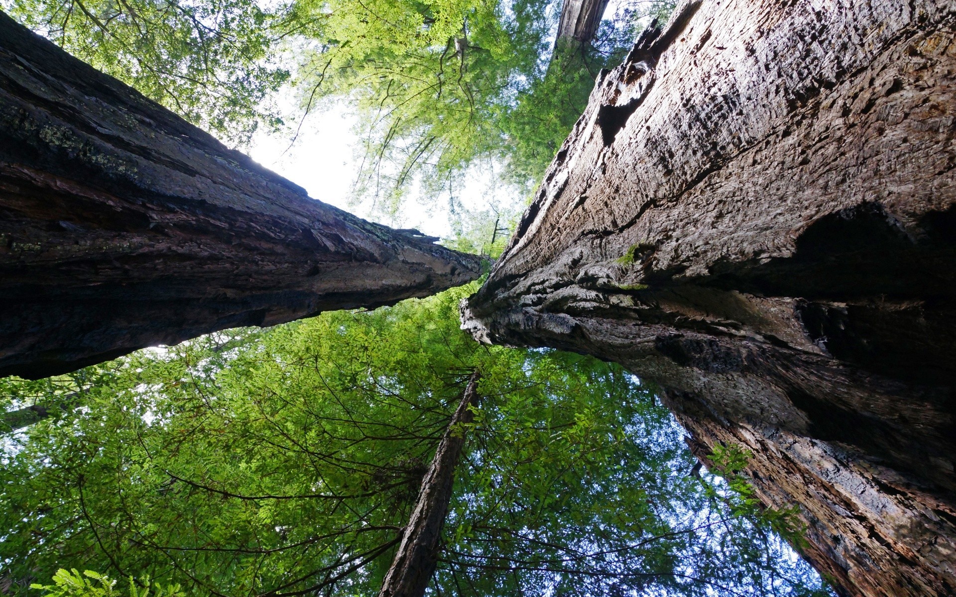 américa árbol naturaleza madera paisaje al aire libre agua viajes parque medio ambiente roca luz del día montaña escénico río verano