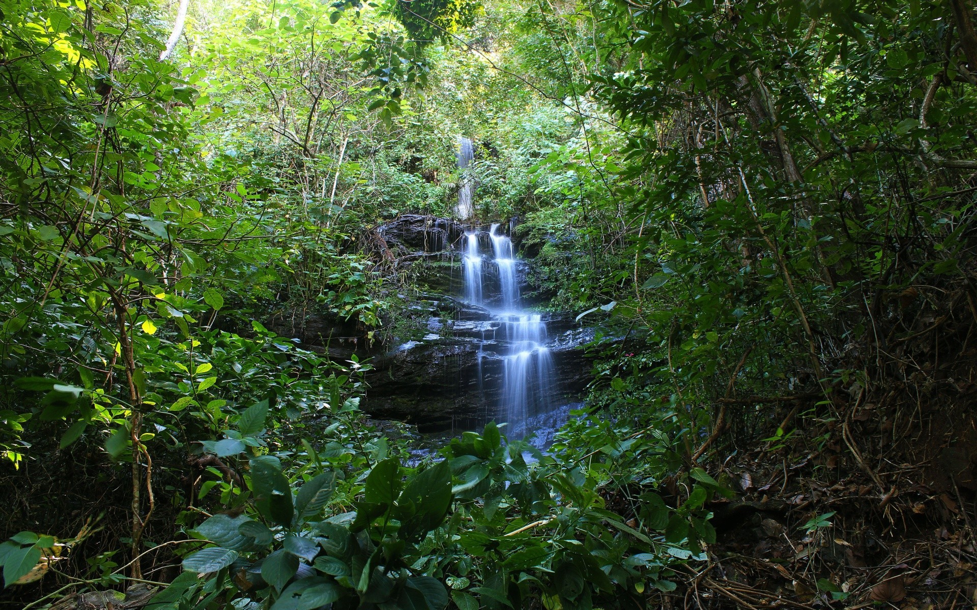 amérique bois nature eau feuille paysage environnement bois rivière luxuriante forêt tropicale ruisseau jungle à l extérieur cascade été parc sauvage flore voyage