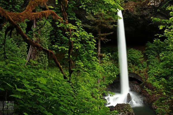 Grüne Natur. Weißer Wasserfall