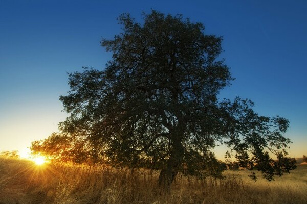 Les rayons du soleil à travers un arbre massif