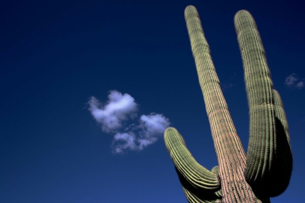 Ein einsamer Kaktus winkt eine Wolke