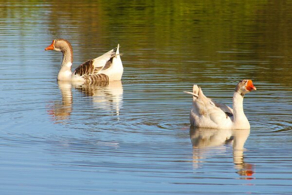 Zwei Gans schwimmen im Wasser