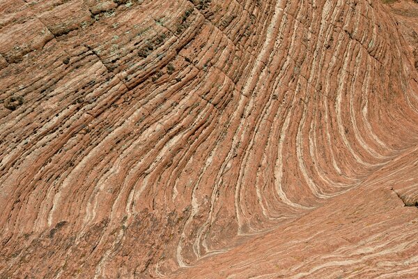 Macro photography of a tree texture