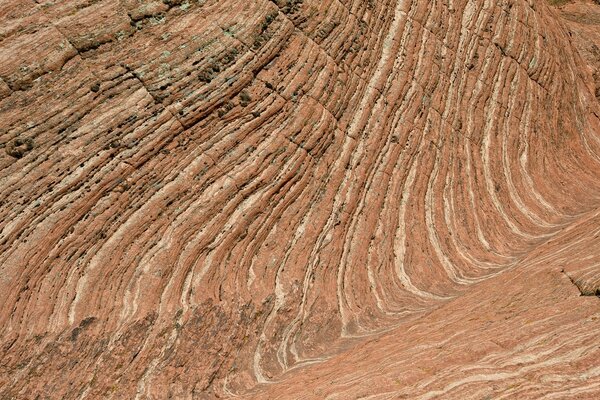 Macro de texture de bois