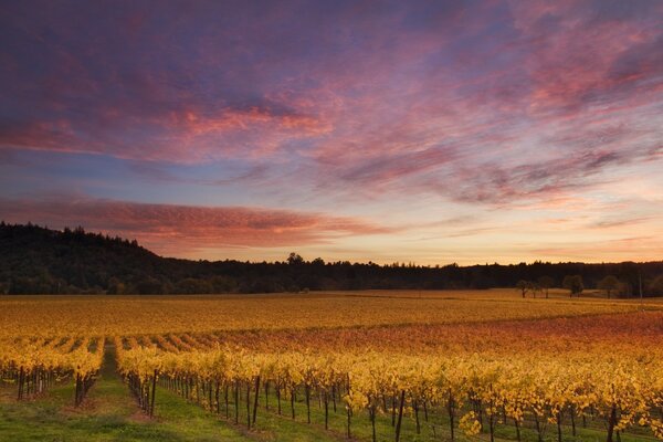 Yellow field of autumn trees