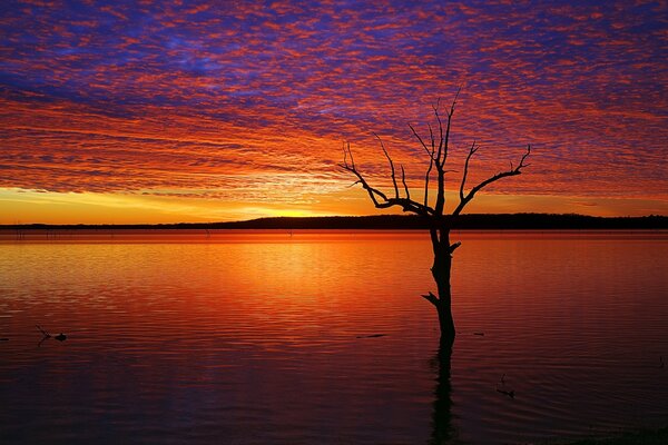 A lonely tree among the water at sunset