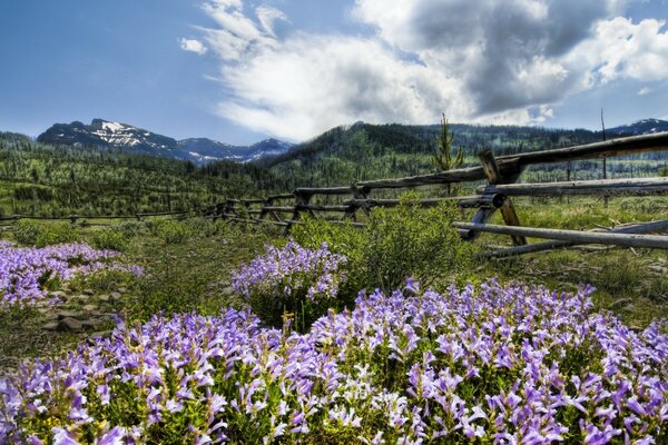 Blumen auf dem Feld und ein alter Zaun