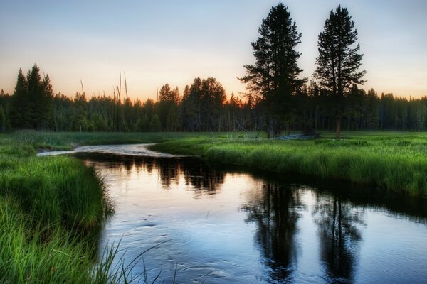 Gentle lake. Green Forest