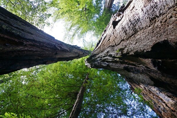 Foto del tronco del árbol desde abajo