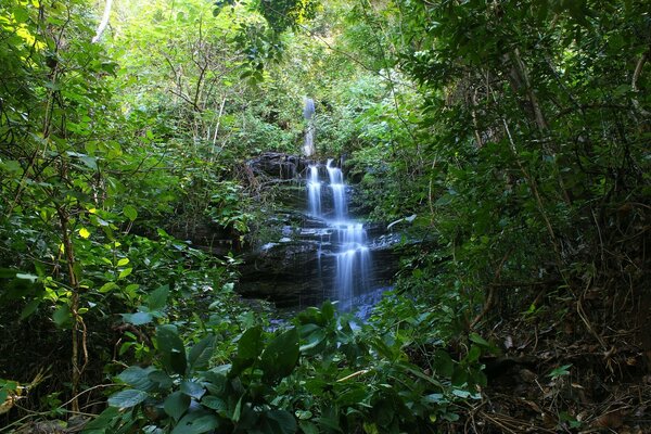 A small waterfall in the jungle