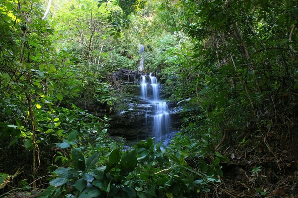 Una pequeña cascada entre la selva