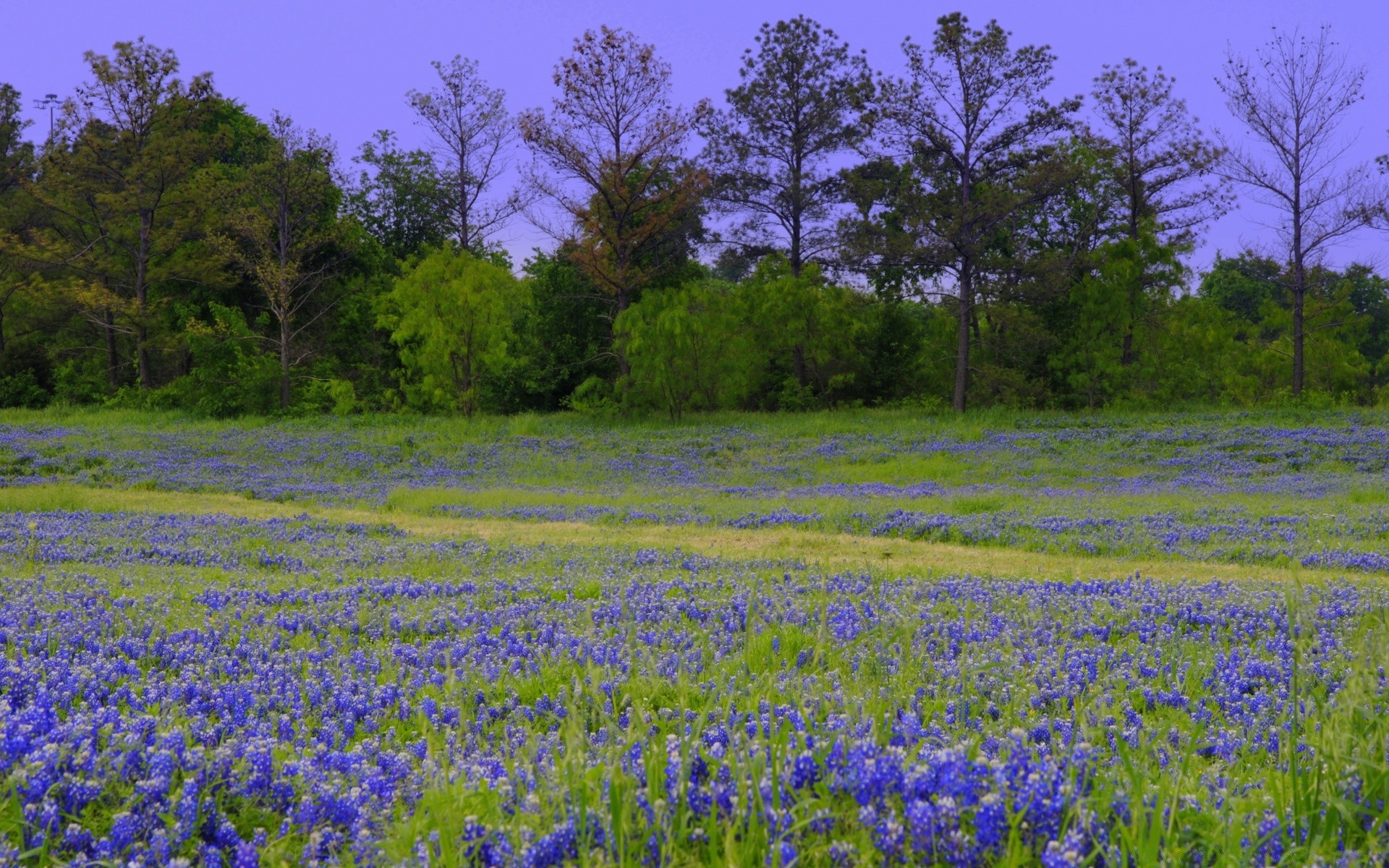 amerika blume natur heuhaufen des ländlichen feld landschaft im freien flora baum sommer farbe landschaft saison gras landwirtschaft blatt frühling landschaftlich holz