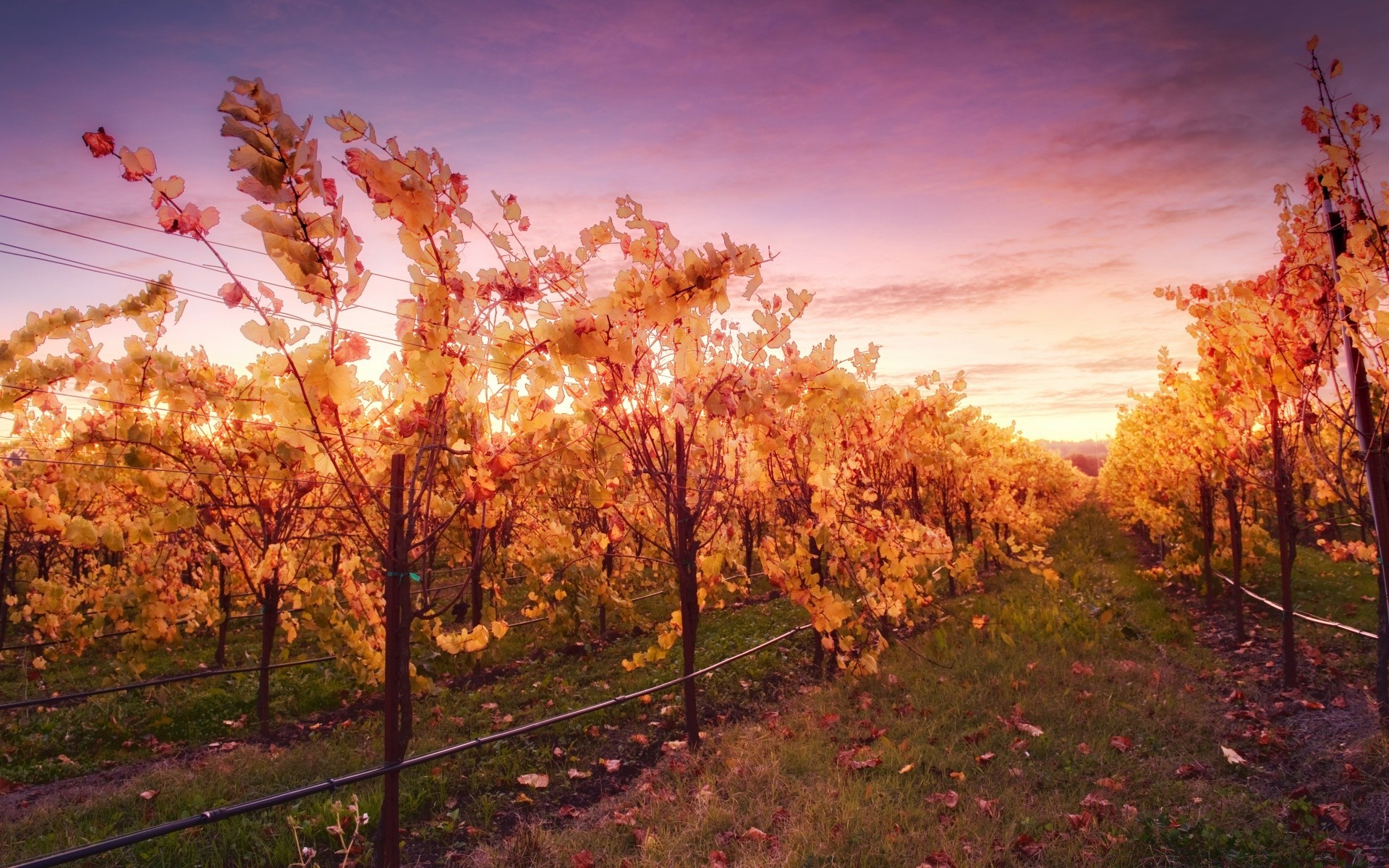 américa otoño árbol hoja paisaje temporada naturaleza arce parque escénico madera al aire libre buen tiempo amanecer paisaje rama oro sol color brillante