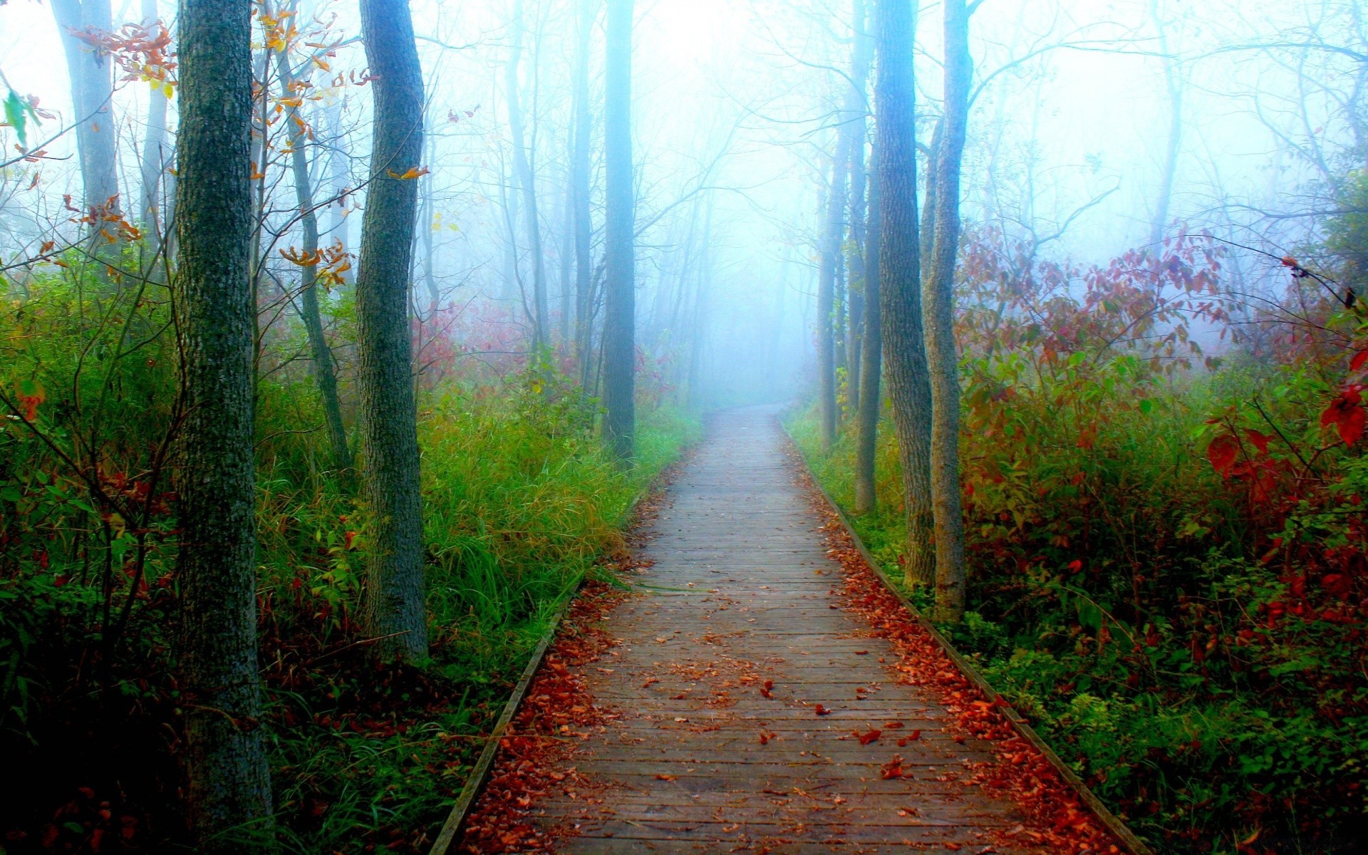 america wood fog landscape mist tree nature dawn fall leaf guidance park road footpath light trail branch environment fair weather sun