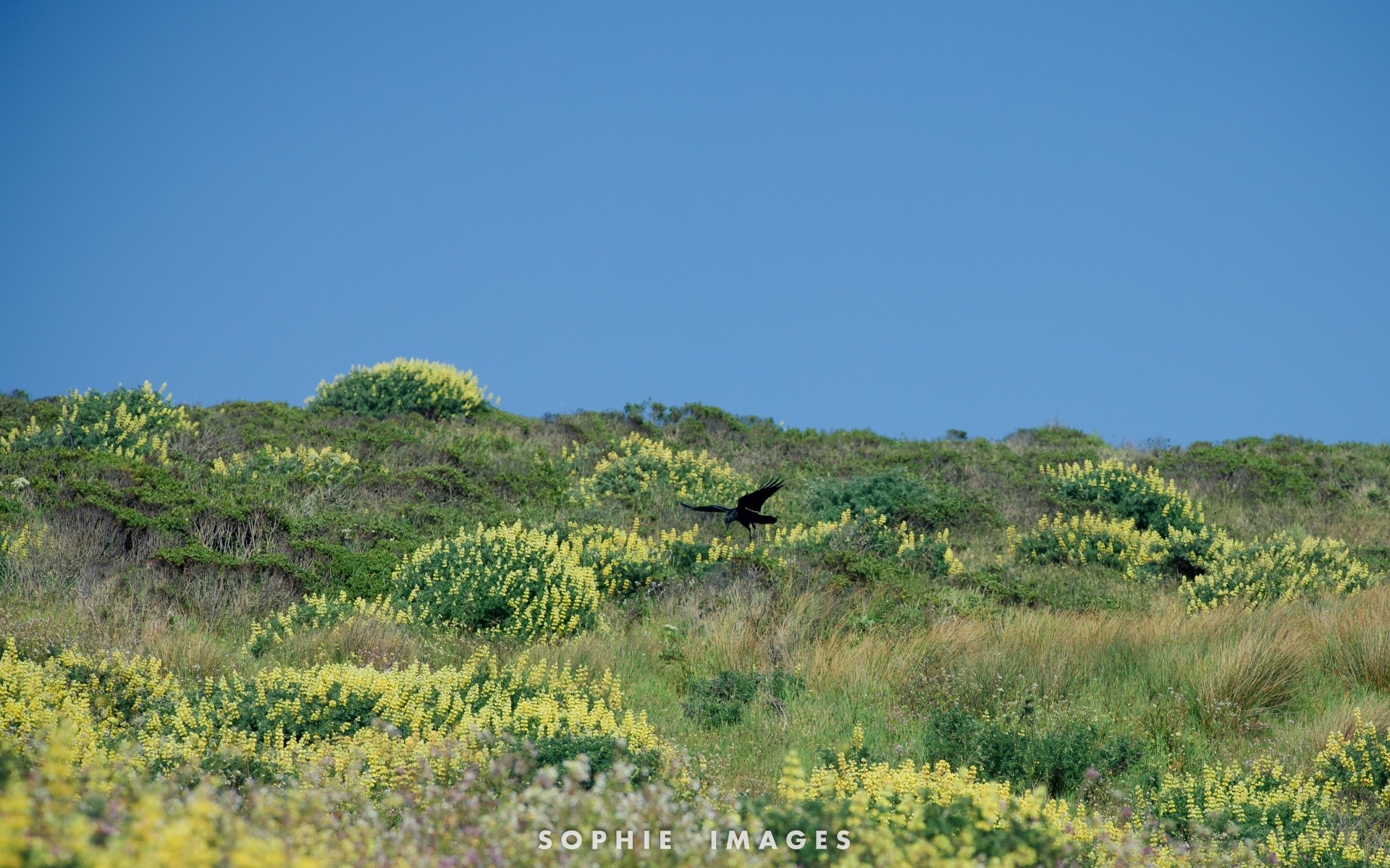 amerika natur landschaft im freien himmel reisen gras sommer des ländlichen raums hügel landschaft feld baum landwirtschaft landschaftlich wachstum weiden