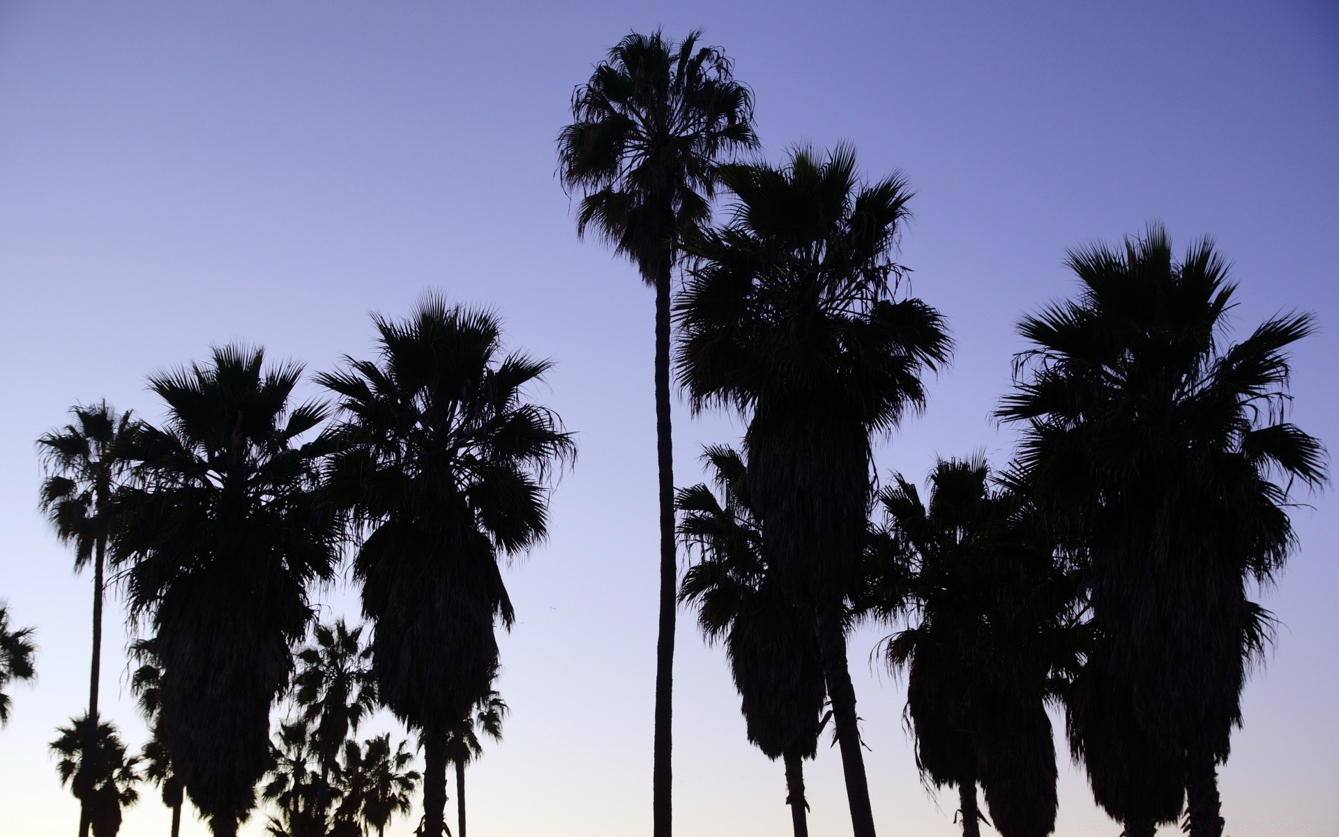 amerika palmen baum tropisch sonne strand exotisch sand reisen idylle sommer gutes wetter entspannung kokosnuss silhouette im freien meer himmel insel urlaub