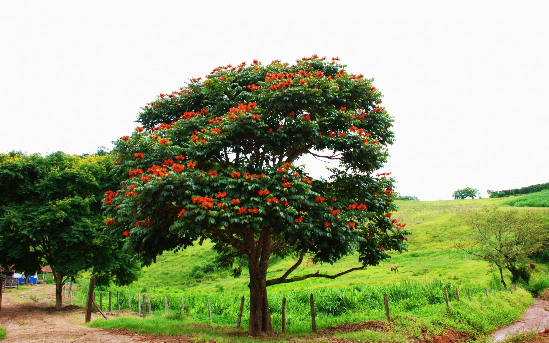 américa árvore natureza paisagem folha flora jardim estação ramo parque ao ar livre flor grama ambiente crescimento cor