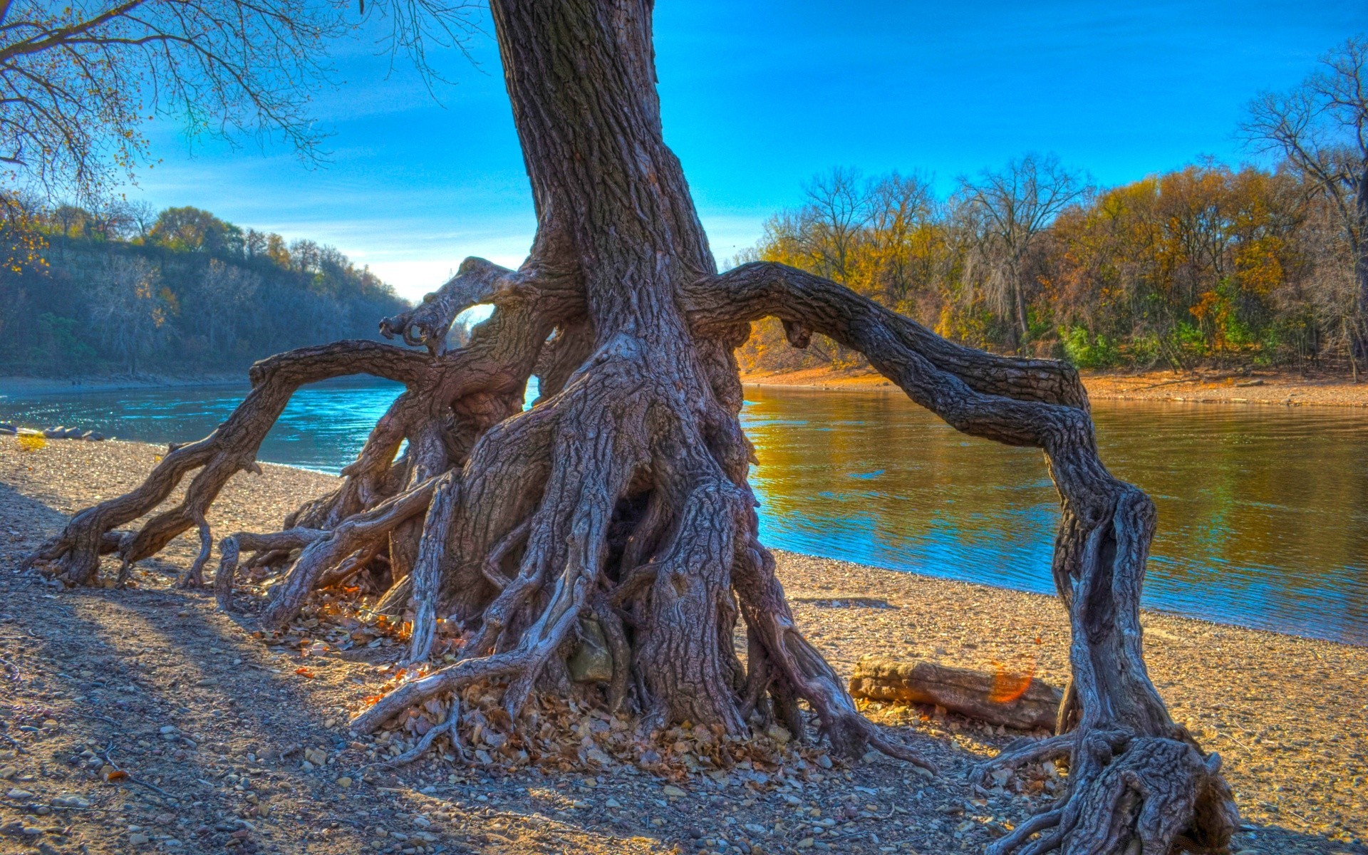 america tree water nature wood landscape sky outdoors travel sea ocean seashore