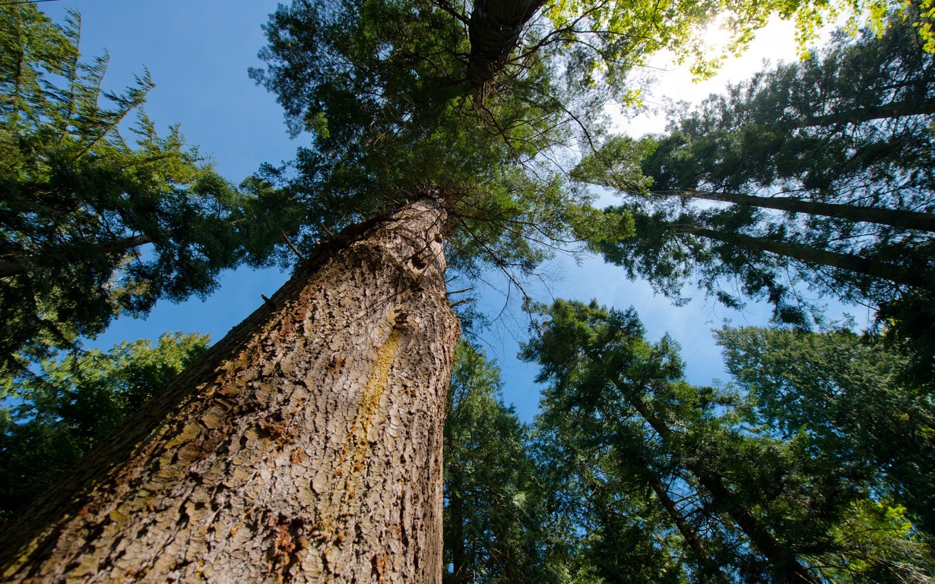 amerika holz holz natur landschaft im freien himmel park kiefer zweig rinde nadelbaum blatt reisen landschaftlich umwelt flora stamm evergreen sommer