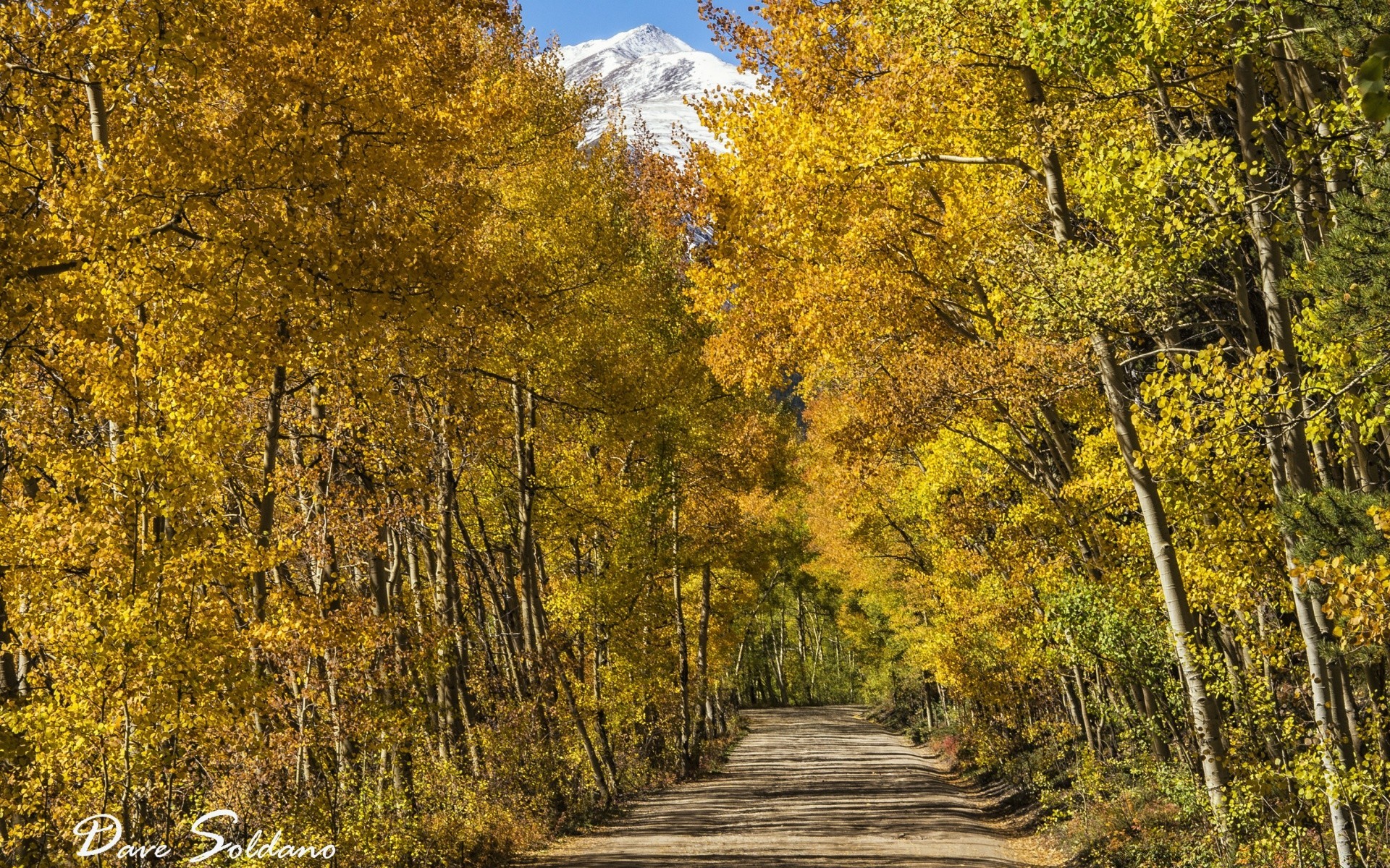 américa otoño madera árbol hoja paisaje naturaleza temporada escénico parque al aire libre carretera paisaje oro rural escena medio ambiente campo buen tiempo guía