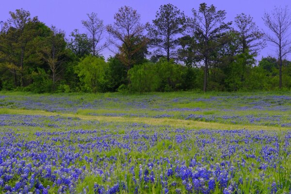 Campo verde cubierto de flores azules