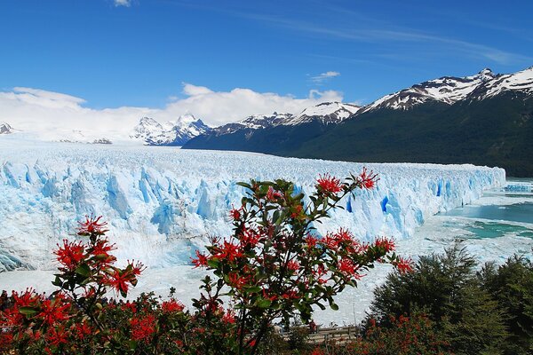 Flores rojas en el fondo de las montañas nevadas