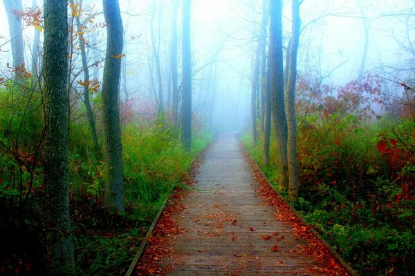 Um caminho estreito na floresta nevoenta do outono