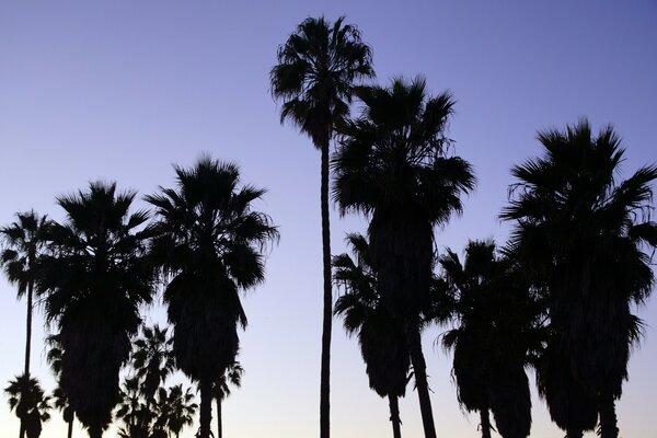 Tropical trees against a blue sky