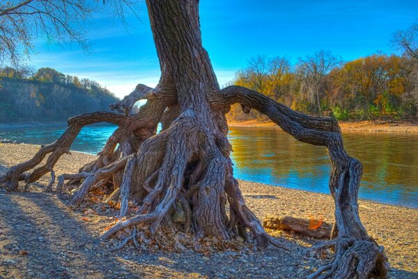 The roots of the tree are trying to stay in the ground