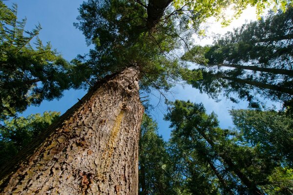 The tops of green pines stretching into the sky