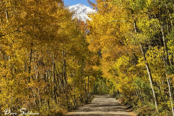 Sentiero forestale che conduce alle montagne