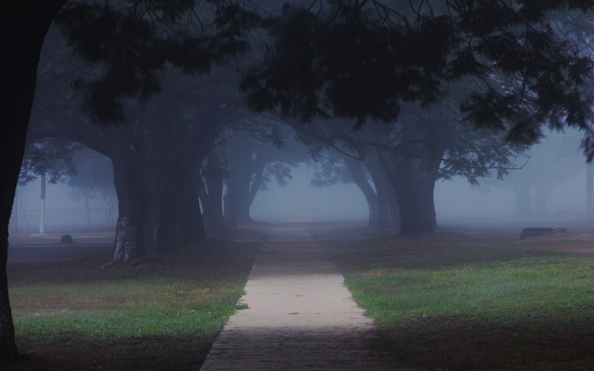 america nebbia nebbia paesaggio albero alba luce foschia autunno parco pioggia natura tramonto all aperto legno ambiente tempo tempesta ombra raccapricciante