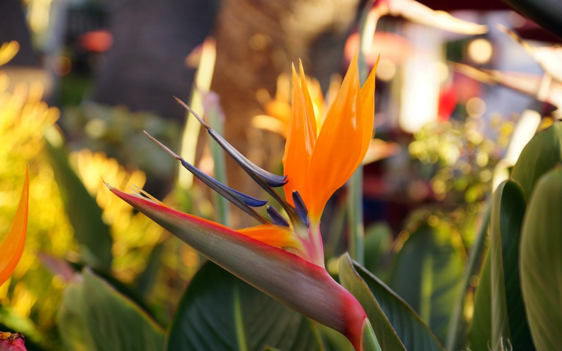 in america natura fiore foglia flora giardino di estate all aperto di colore vivid crescita fiore tropicale parco