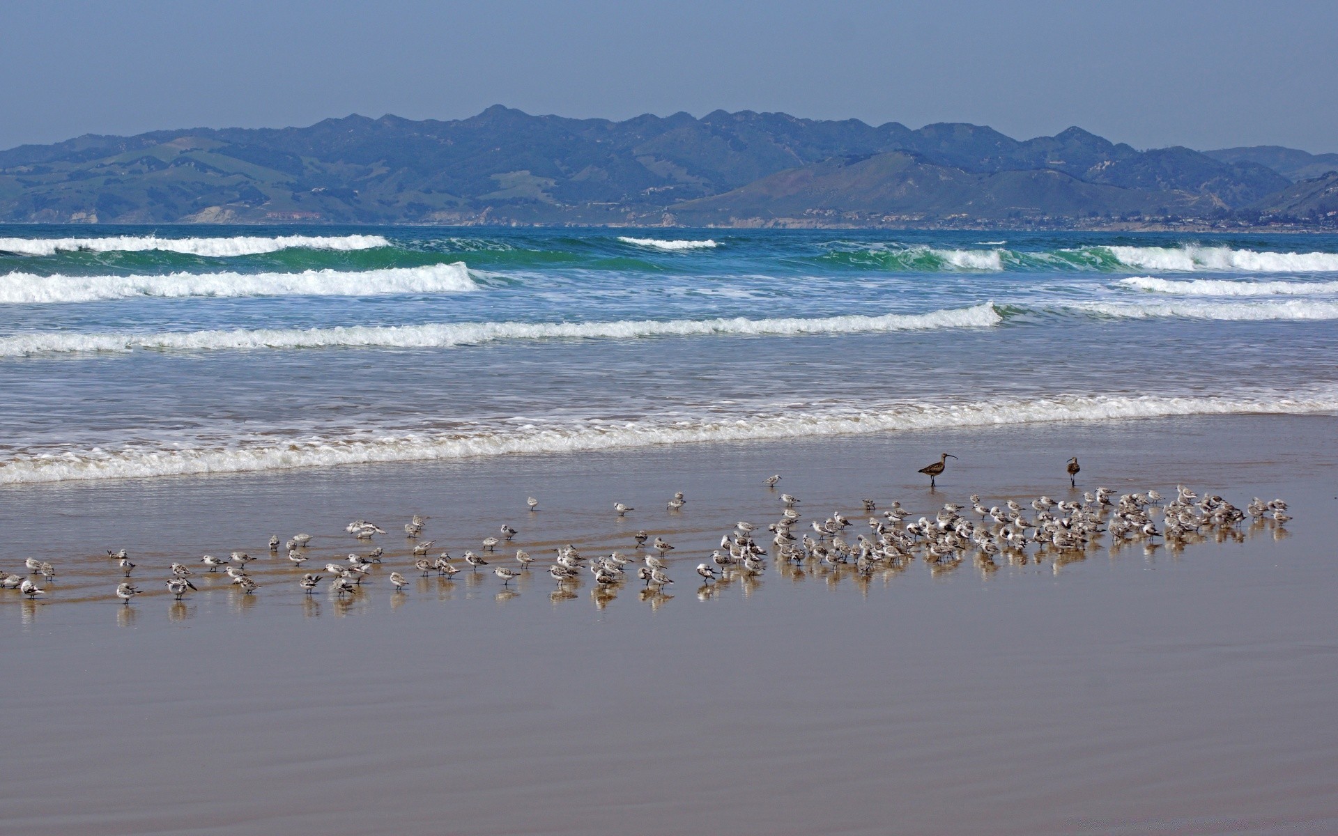 américa pássaro água gaivotas mar praia oceano flamingos natureza mar água ganso rebanho ao ar livre céu vida selvagem lago viagens pássaros verão