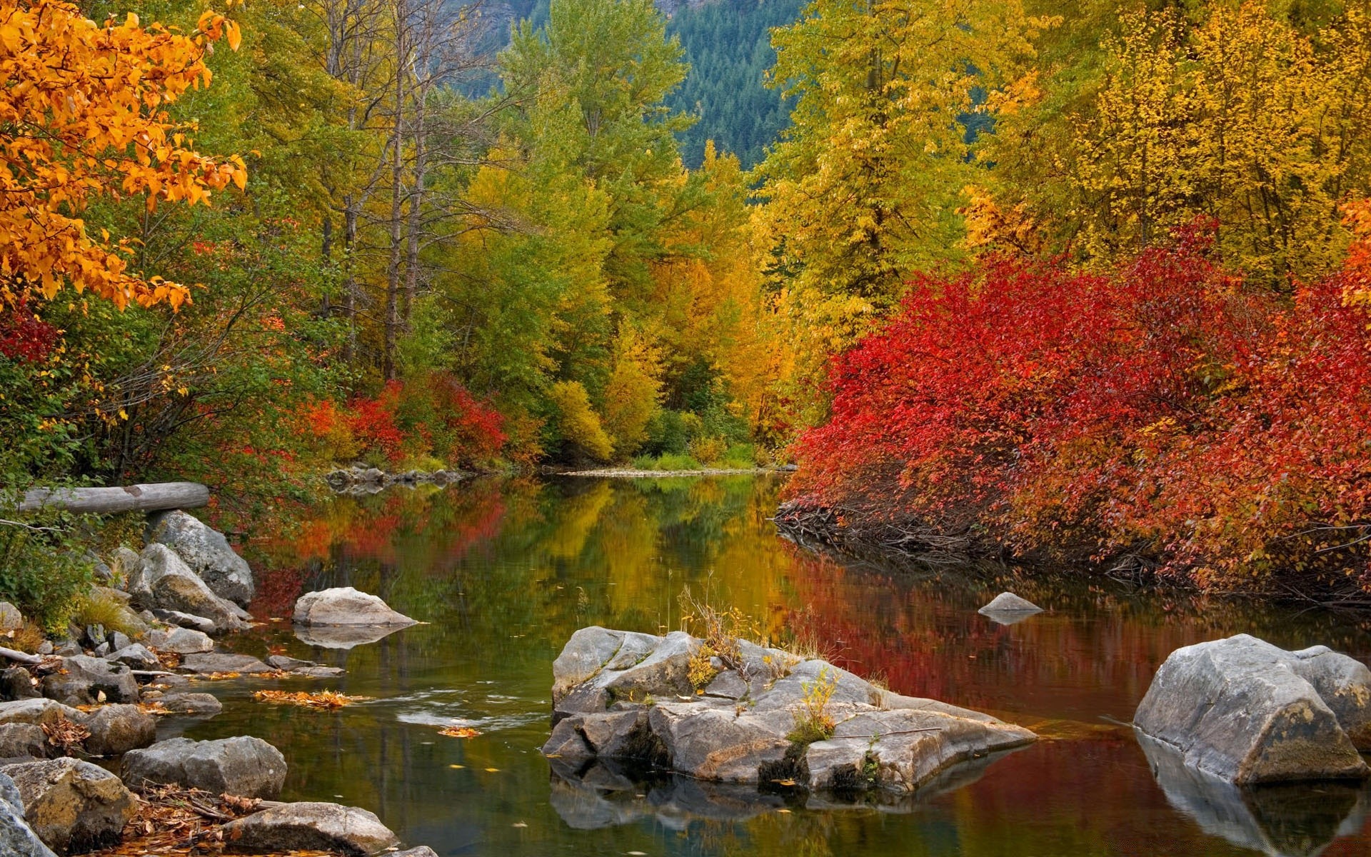 america autunno foglia acqua natura legno albero paesaggio all aperto fiume maple lake scenic park stagione flusso selvaggio montagna freddo paesaggio