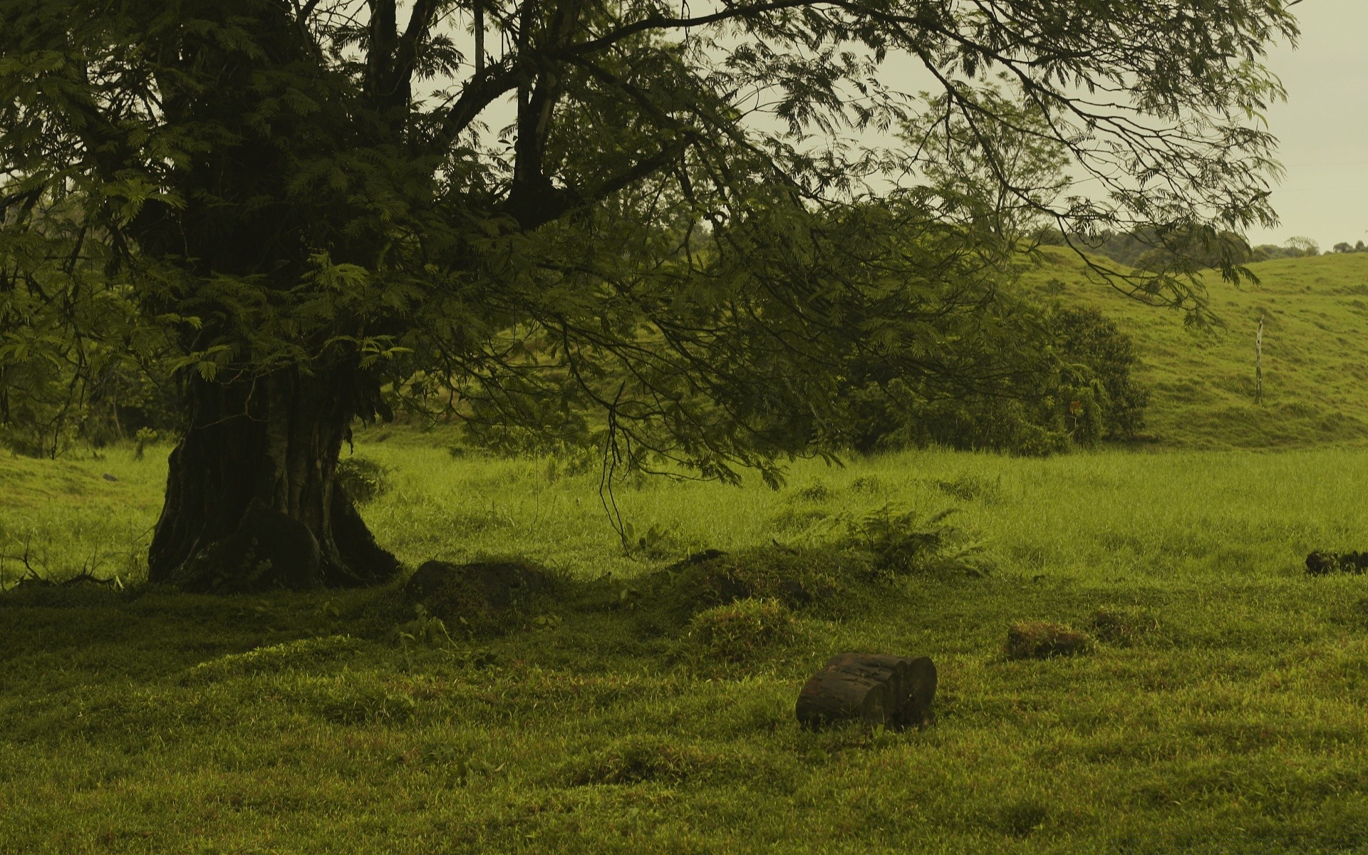 américa árbol mamífero paisaje pastizales al aire libre heno agricultura ganado madera hierba